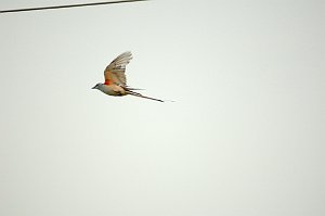 Flycatcher, Scissortail, 2006-08204479 Oklahoma